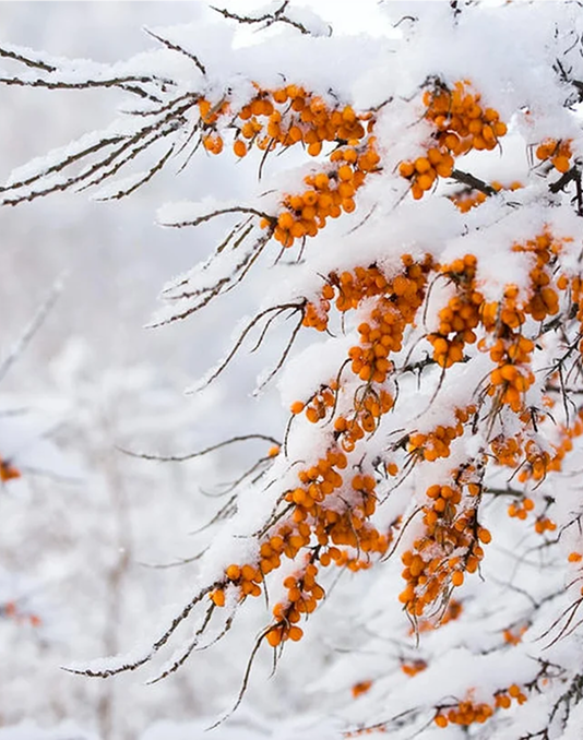 Espino amarillo en la nieve