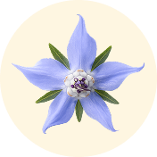 Borraja