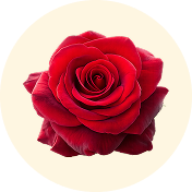 Harina de rosa